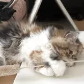 エキゾチックショートヘア【愛媛県・女の子・2025年4月6日・キャリコ】の写真8