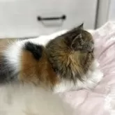 エキゾチックショートヘア【愛媛県・女の子・2025年4月6日・キャリコ】の写真9