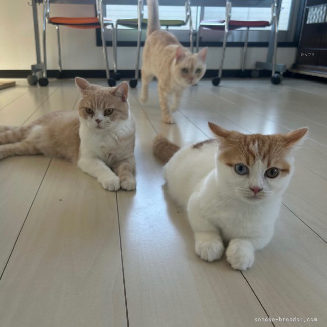 河野　真奈(こうの　まな)ブリーダー(千葉県・スコティッシュフォールドなど・ZCC登録)の紹介写真10