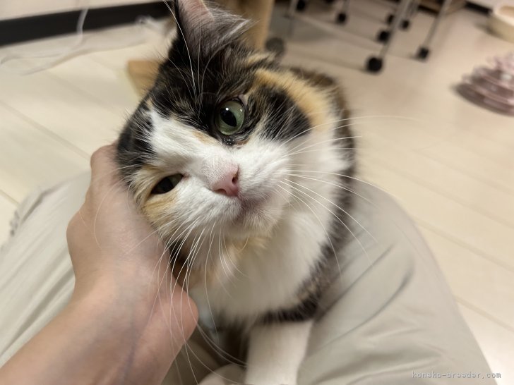 河野真奈ブリーダー