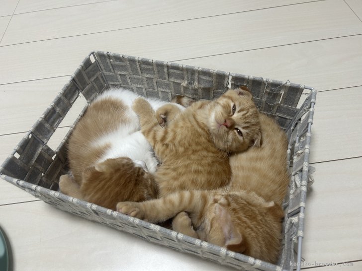 河野　真奈(こうの　まな)ブリーダー(千葉県・スコティッシュフォールドなど・ZCC登録)の紹介写真3