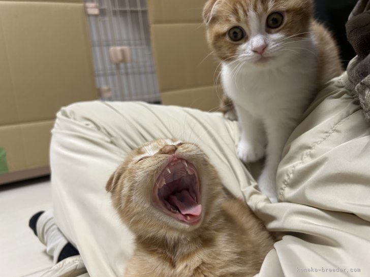 河野　真奈(こうの　まな)ブリーダー(千葉県・スコティッシュフォールドなど・ZCC登録)の紹介写真4