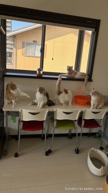 河野　真奈(こうの　まな)ブリーダー(千葉県・スコティッシュフォールドなど・ZCC登録)の紹介写真5