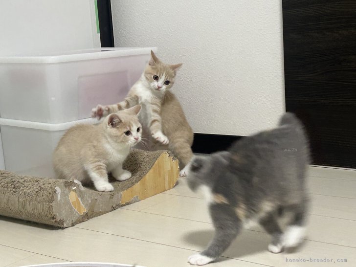 河野　真奈(こうの　まな)ブリーダー(千葉県・スコティッシュフォールドなど・ZCC登録)の紹介写真6