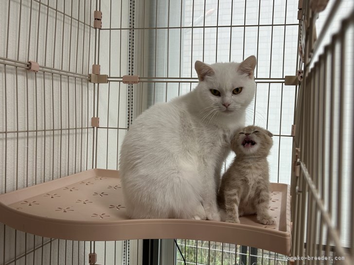 河野　真奈(こうの　まな)ブリーダー(千葉県・スコティッシュフォールドなど・ZCC登録)の紹介写真7