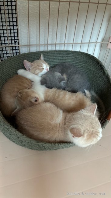 河野　真奈(こうの　まな)ブリーダー(千葉県・スコティッシュフォールドなど・ZCC登録)の紹介写真9