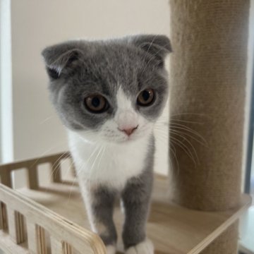 スコティッシュフォールド(折れ耳)【千葉県・女の子・2025年8月12日・キャリコ】の写真「4つ子ちゃんで唯一の折れ耳な女の子♪」