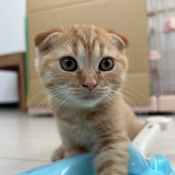 スコティッシュフォールド(折れ耳)【千葉県・女の子・2025年8月24日・レッドタビー】の写真「3つ子ちゃんで一番最初に生まれた折れ耳の女の子♪」