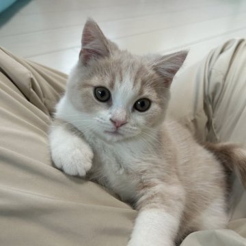 スコティッシュフォールド(立ち耳)【千葉県・男の子・2025年8月12日・ホワイト&クリームタビー】の写真「脇から背中に架かる白いラインがチャームポイント！」