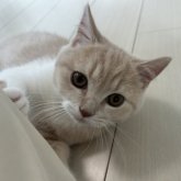 スコティッシュフォールド(立ち耳)