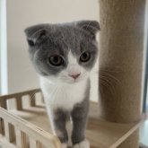 スコティッシュフォールド(折れ耳)