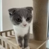 スコティッシュフォールド(折れ耳)