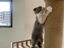 スコティッシュフォールド(折れ耳)【千葉県・女の子・2025年8月12日・キャリコ】の写真2