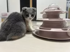 スコティッシュフォールド(折れ耳)【千葉県・女の子・2025年8月12日・キャリコ】の写真5