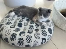 スコティッシュフォールド(折れ耳)【千葉県・女の子・2025年8月12日・キャリコ】の写真6