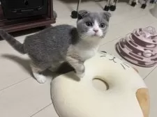 スコティッシュフォールド(折れ耳)【千葉県・女の子・2025年8月12日・キャリコ】の写真8