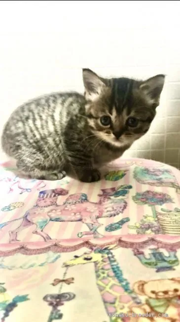 ID：2103-00565の子猫