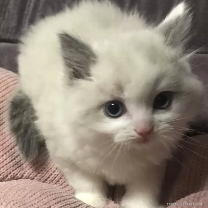 ID:2402-02411の子猫