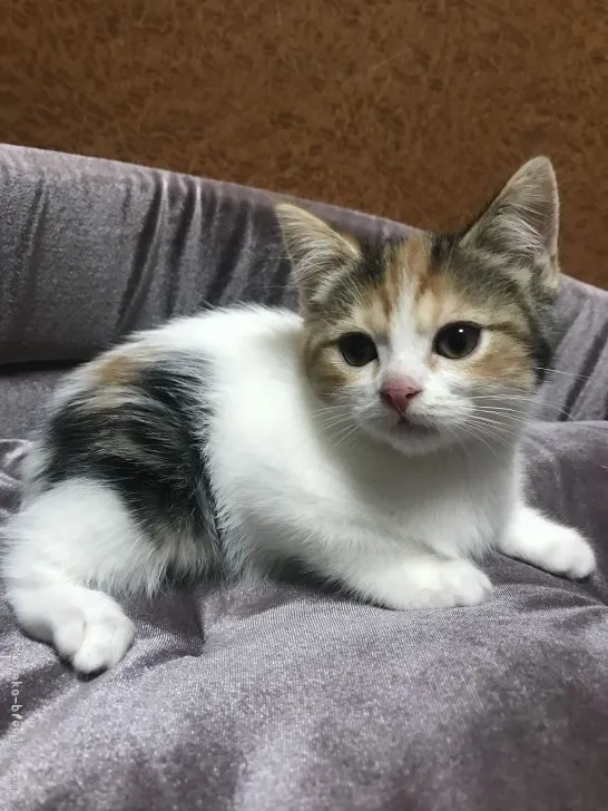 ID：2108-00084の子猫