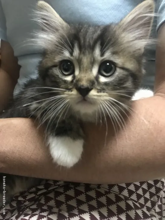 ID：2106-01418の子猫