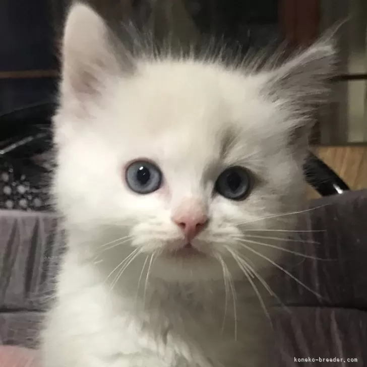 ID:2402-02247の子猫