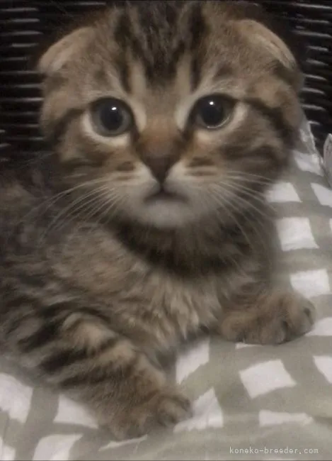 ID:2201-02095の子猫