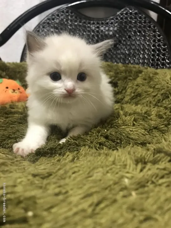 ID：2202-01165の子猫