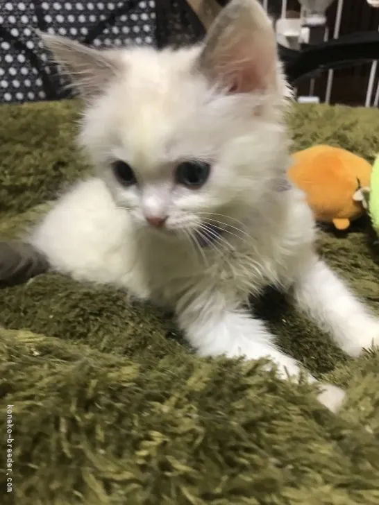 ID：2202-01449の子猫