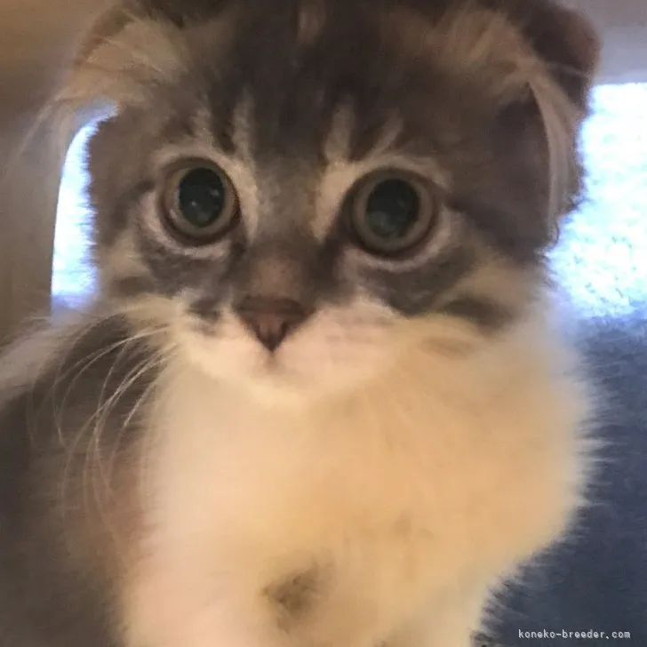 ID:2304-03244の子猫