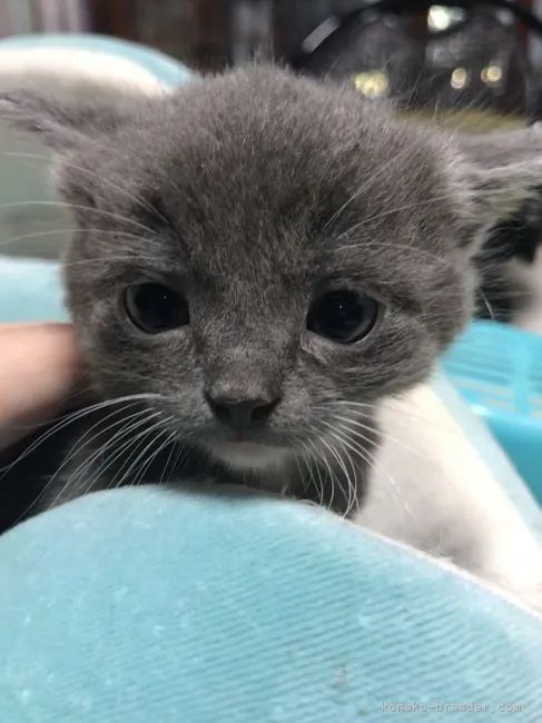 ID：2111-00323の子猫