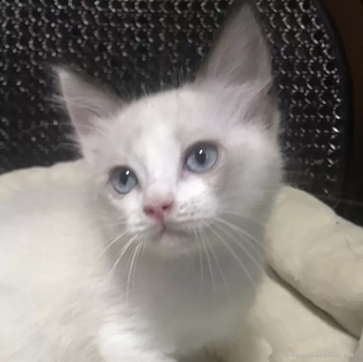 ID:2407-01340の子猫