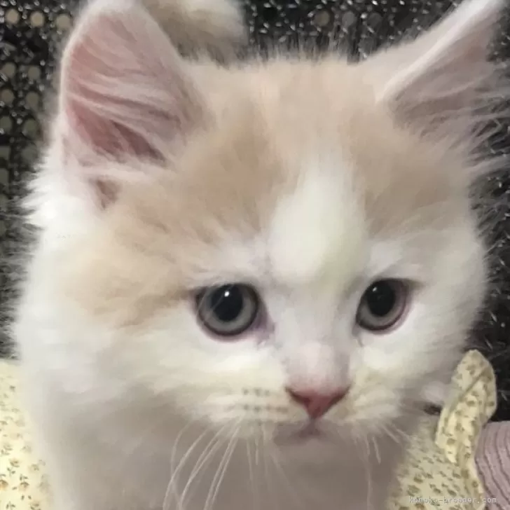 ID：2401-01299の子猫