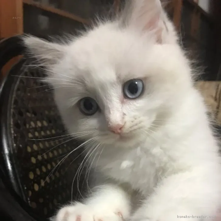 ふわラグ 様のお迎えした子猫