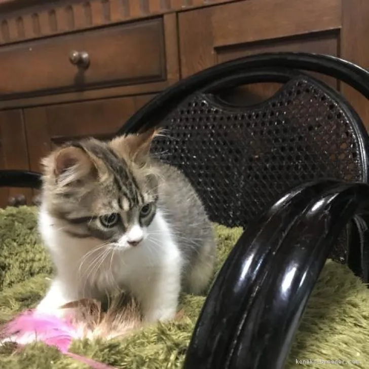 ID：2205-03353の子猫