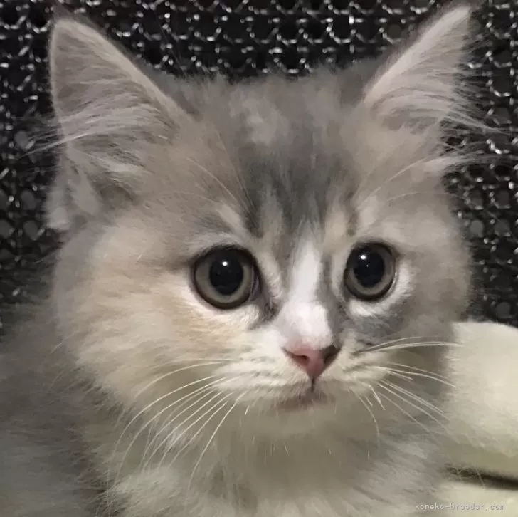 ID：2405-03451の子猫