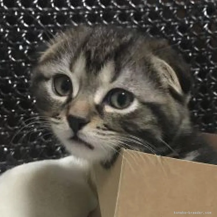 ID:2302-01441の子猫