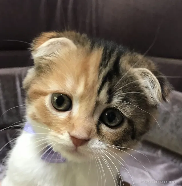 ID:2010-01968の子猫