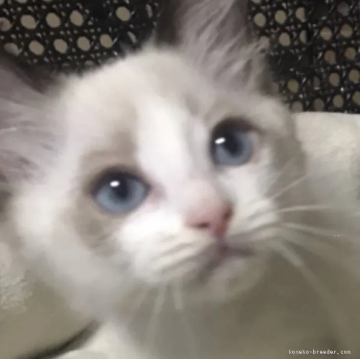 ID:2308-01784の子猫