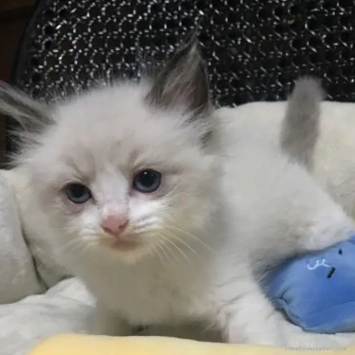 ID：2302-01185の子猫