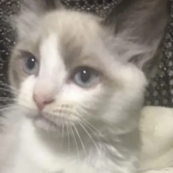 H.F 様のお迎えした子猫
