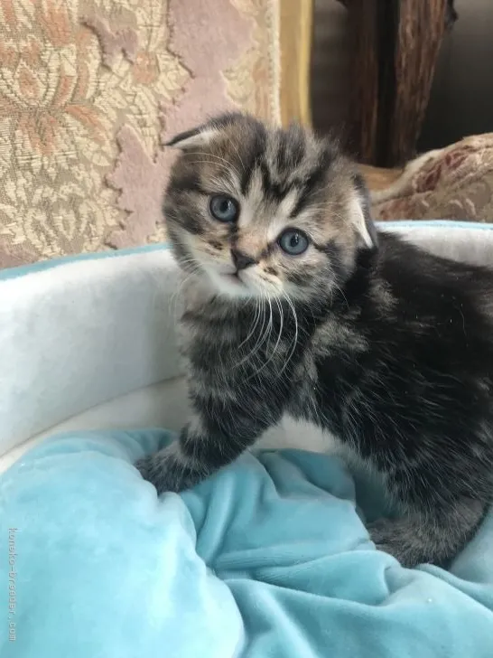 Y.T. 様のお迎えした子猫