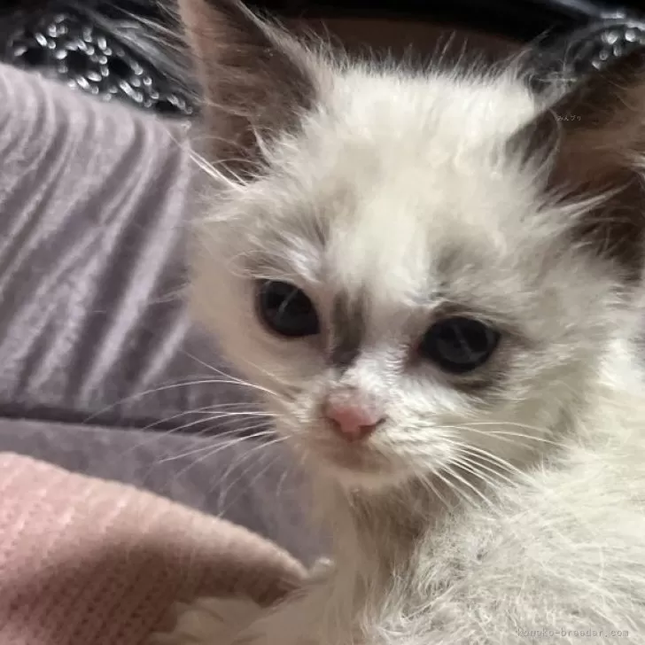 ID：2412-01027の子猫