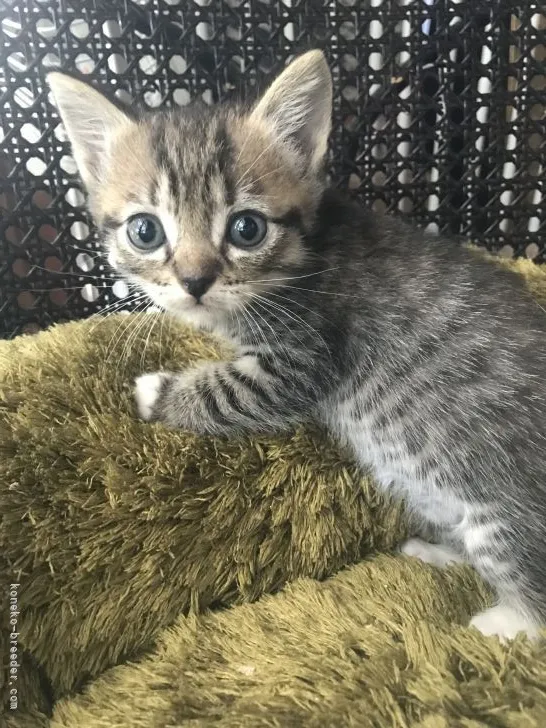 E.K 様のお迎えした子猫
