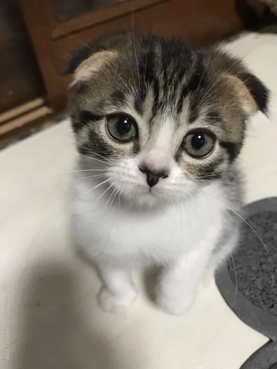 ID：2109-00972の子猫