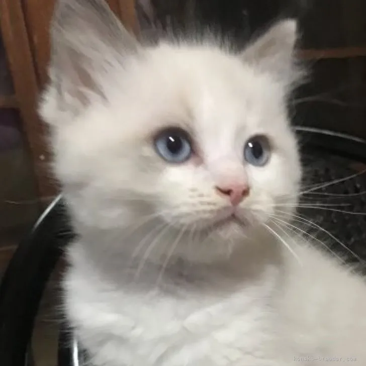 ID：2310-00169の子猫