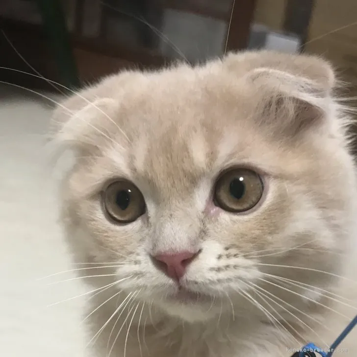 R.S茶々丸 様のお迎えした子猫
