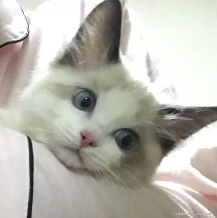 ID:2402-00169の子猫