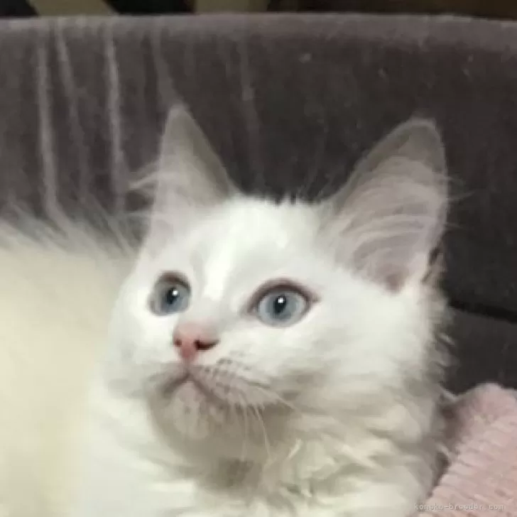 ID:2403-01546の子猫