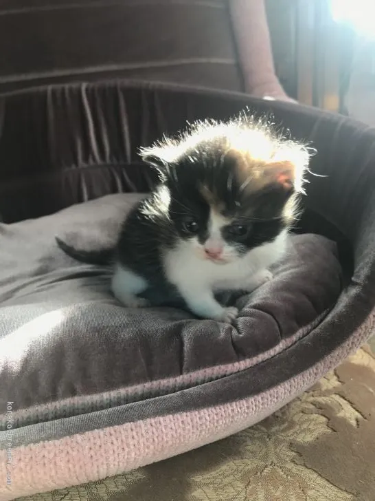 ID：2102-00160の子猫