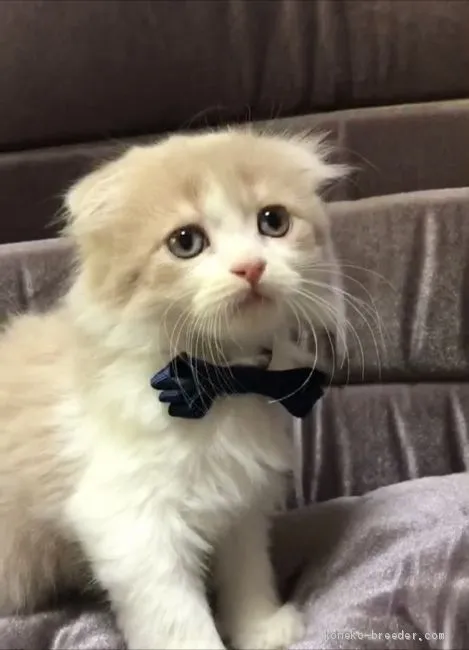 Y 様のお迎えした子猫